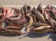 Улов коштує 3 мільйони: На Одещині піймали браконьєра із червонокнижною рибою (фото)
