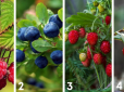 Швидкий психологічний тест: Вибрані лісові ягоди розкажуть все про ваш характер