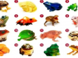 Виберіть жабу, яка сподобалась найбільше, - і дізнайтесь, як вам розбагатіти