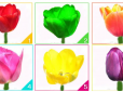 Виберіть тюльпан на картинці - і дізнайтеся, у чому ваша справжня сила