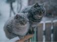 В Україну сунуть міцні морози: Синоптики уточнили прогноз погоди на 5 лютого