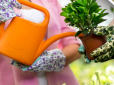 Чим поливати будь-які рослини для пишного цвітіння? Допоможе дешевий засіб з аптечки