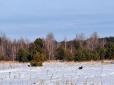У Чорнобильському заповіднику помітили червонокнижних чорних птахів, котрі тисячі років були бажаною здобиччю мисливців