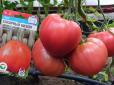 Невибагливий у догляді, а плоди м’ясисті та смачні! Названо сорт помідорів, який завжди рясно родить