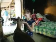 Боню знайшли в полі: У селі на Житомирщині родина взяла до хати незвичну тваринку (фото, відео)