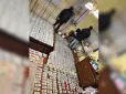 Уся квартира була завалена готівкою: Поліція викрила на Вінниччині лікарів, які оформлювали фіктивні інвалідності (фото)