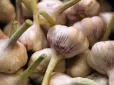 Неочікуваний результат: Який продукт корисніший для імунітету - часник чи імбир