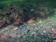 Одне з найбільш дивовижних утворень Чорного моря: Таємниця 