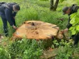 На Закарпатті викрили 