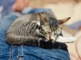 Це може здивувати! Чому коти сплять поруч з людьми - пояснення вчених
